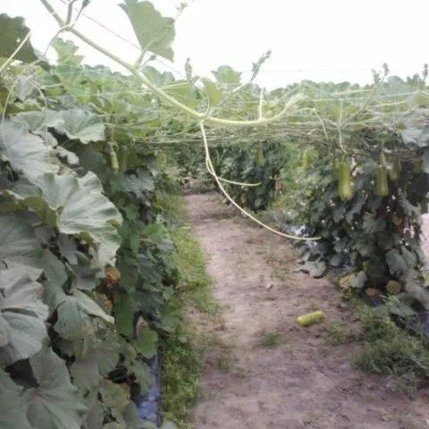 thumbnail for publication: Long Squash—an Asian Vegetable Expanding in Florida